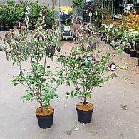 Cornus k. 'Cappucino'