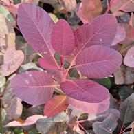 Cotinus 'Grace'