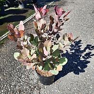 Cotinus 'Grace'