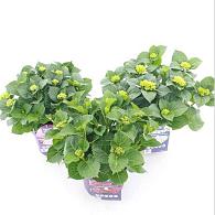 Hydrangea m. Forever & Ever Mix