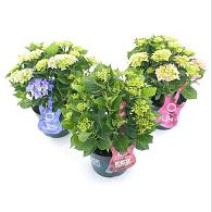 Hydrangea m. Music Collection Mix