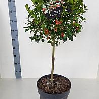 Ilex meserv. Blue Maid