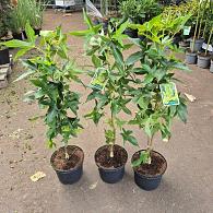 Liquidambar s. 'SlenderSilhouette'