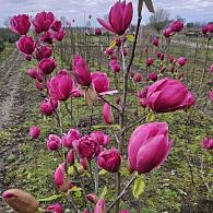 Magnolia 'Emperor'