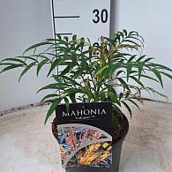 Mahonia Volcano