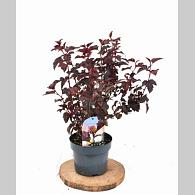 Physocarpus opulif. 'Rubella'