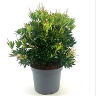 Pieris jap. 'Debutante'
