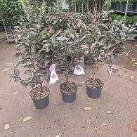 Prunus ser. 'Royal Burgundy'