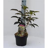 Staphylea colchica Black Beauty