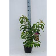 Stachyurus praecox