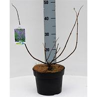 Vitex agnus-castus