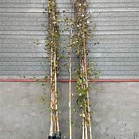 Betula utilis jacquemontii