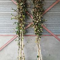 Betula utilis jacquemontii