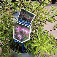 Calliandra surina. 'Dixie Pink'