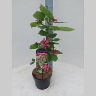 Calycanthus r. 'Hartlage Wine'