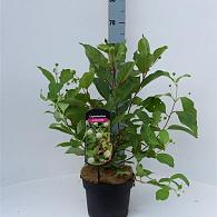 Cephalanthus occidentalis