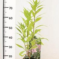 Chitalpa tashkentensis Summer Bells