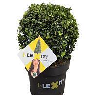 Ilex crenata Dark Green