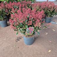 Skimmia j. 'Rubella'