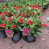 Skimmia j. 'Temptation'