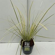 Cortaderia s. 'Splendid Star'