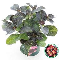 Hydrangea m. Black Diam. Dark Angel