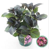 Hydrangea m. B D. Dark Angel Purple