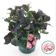 Hydrangea m. Bl. Di. Midnight Pearl