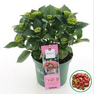 Hydrangea m. Magical Greenfire