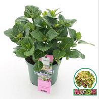 Hydrangea m. Magical Jewel