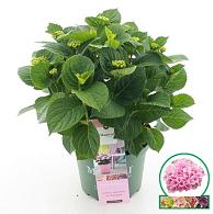 Hydrangea m. Magic. Revolution Pink