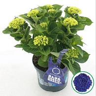 Hydrangea m. Music C. B. B.woogie