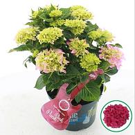 Hydrangea m. Music Coll. Pink Pop