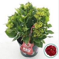 Hydrangea m. Music Coll. Red Reggae