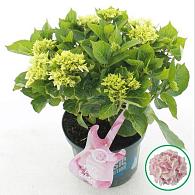 Hydrangea m. M. C. Soft Pink Salsa