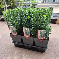 Euonymus jap. 'Green Spire'
