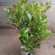 Prunus l. 'Rotundifolia'