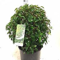 Prunus lusitanica 'Angustifolia'