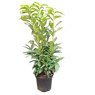 Prunus l. Genolia