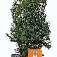 Taxus media 'Hicksii'