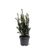 Taxus media 'Groenland'