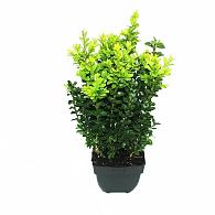 Buxus sempervirens  -Bushes-