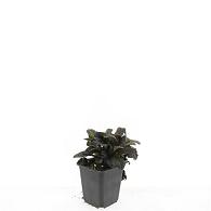 Ajuga reptans 'Atropurpurea'