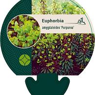 Euphorbia amygdal. 'Purpurea'
