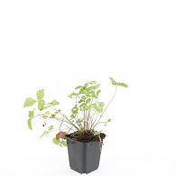 Fragaria vesca