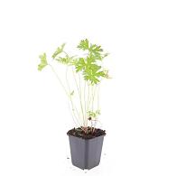 Geranium 'Johnson's Blue'