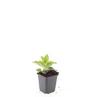 Rudbeckia f. 'Goldsturm'