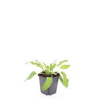Salvia nem. 'Mainacht'