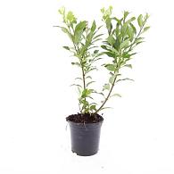 Forsythia int. 'Spectabilis'