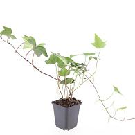 Hedera alg. 'Montgomery'